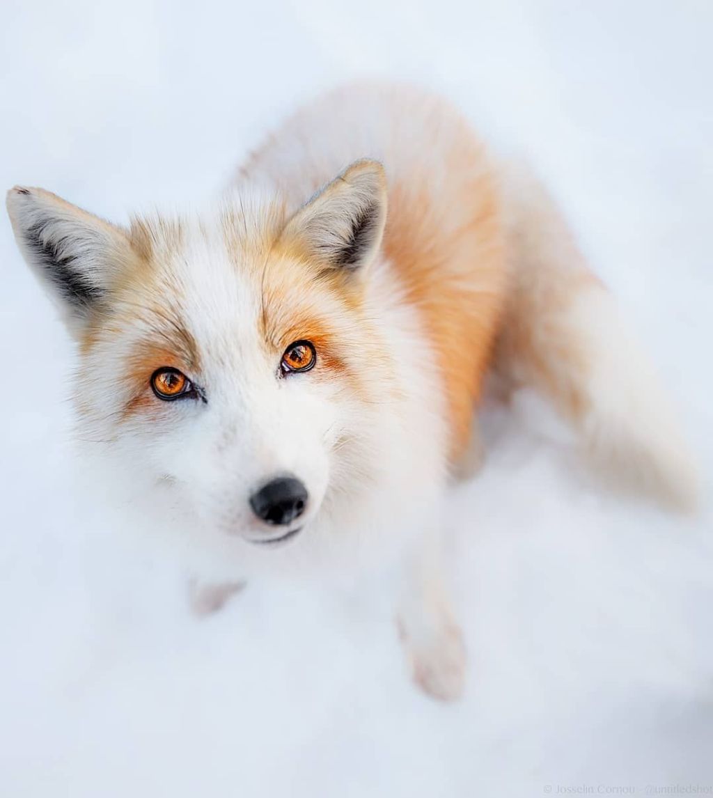 Discover the Enchanting Canadian Marble Fox: A Rare Beauty – Yournewsmatter